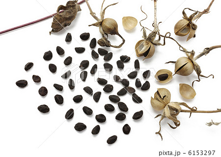 アサガオの種 6153297