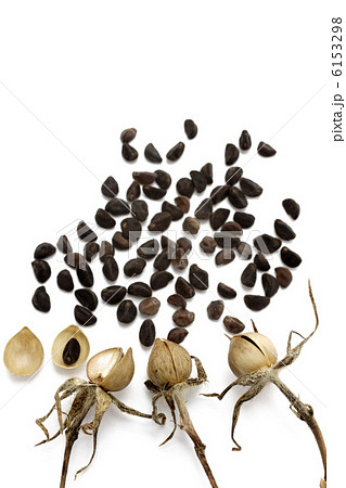 アサガオの種 6153298