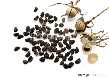 朝顔の種 6153299