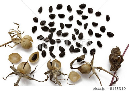 アサガオの種 6153310