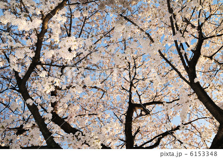 満開の桜 6153348