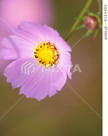 コスモス(ピンク) コスモス(ピンク) 6153403