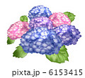 紫陽花（あじさい） 6153415