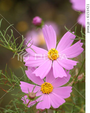 コスモス(ピンク) コスモス(ピンク) 6153421