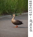 道路とカルガモ 6153488