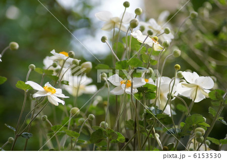 シュウメイギク（白・一重）：秋明菊 6153530