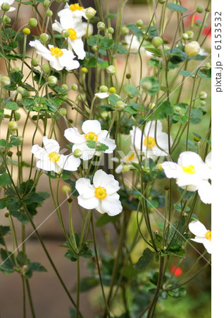 シュウメイギク（白・一重）：秋明菊 6153532