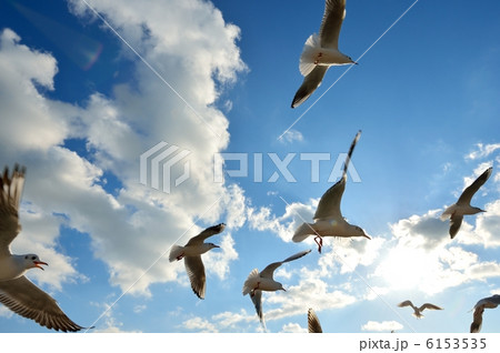 ユリカモメと青空。 6153535