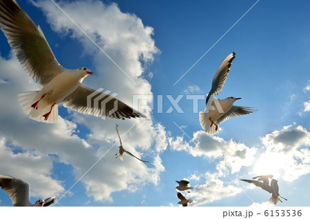 ユリカモメと青空。 6153536