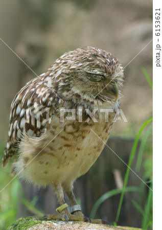 アナホリフクロウ　1羽 6153621