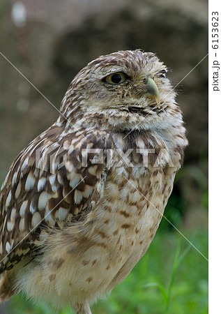 アナホリフクロウ　1羽 6153623