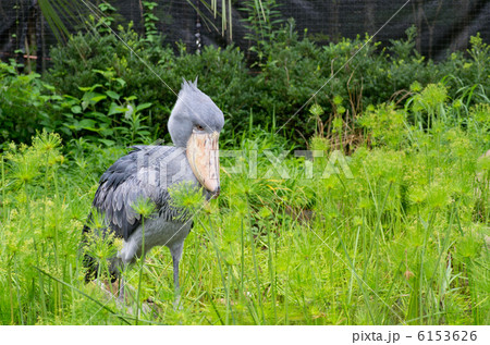 ハシビロコウ 1羽 ハシビロコウ 1羽 6153626