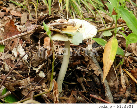 キノコ/小宮公園 キノコ/小宮公園 6153901