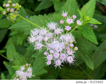 アゲラタム（淡紫色）／三鷹 6153902