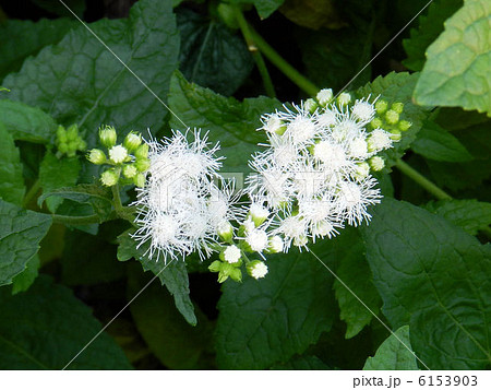 アゲラタム（白色）／三鷹 6153903