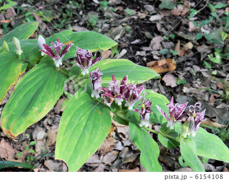 ホトトギス／小宮公園 6154108