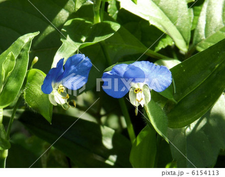 ツユクサ／浅川 6154113