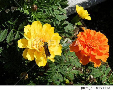マリーゴールド／三鷹 6154118