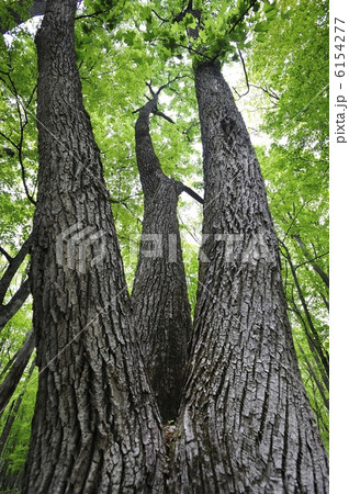 御神木 御神木 6154277