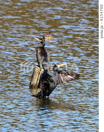 カワウ 6154700