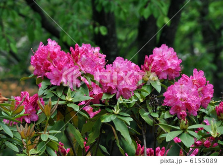 石南花 6155089