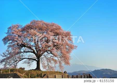 満開の一本桜 6155150