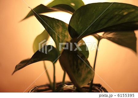 ポトス ポトス 6155395