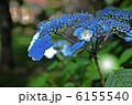 青い紫陽花 6155540