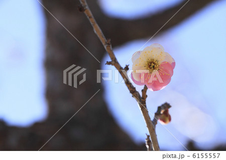 思いのまま 梅の珍種 偕楽園 思いのまま 梅の珍種 偕楽園 6155557
