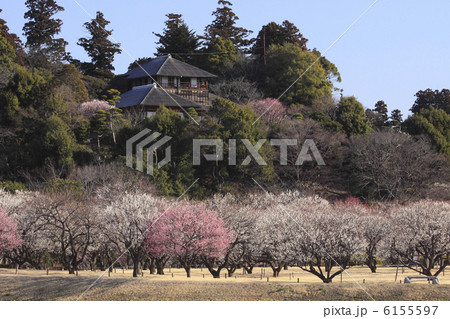 偕楽園 観梅シーズン 好文亭と梅林 人物なし 偕楽園 観梅シーズン 好文亭と梅林 人物なし 6155597
