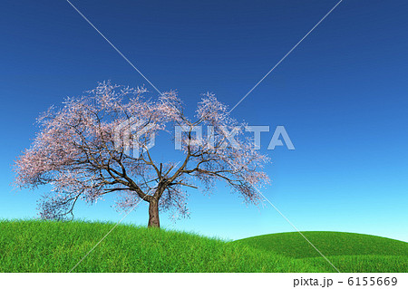 Springtime Cherry Blossoming Tree 3D render Springtime Cherry Blossoming Tree 3D render 6155669