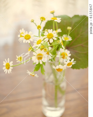 小さなアレンジ　「マトリカリア」 6155847