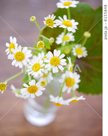 小さなアレンジ　「マトリカリア」　（ハイアングル） 6155848