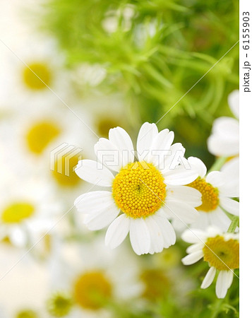 マトリカリア　（アップ） 6155903