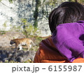動物園でトラを見る男の子 6155987