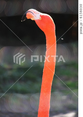 ベニイロフラミンゴ  6156030