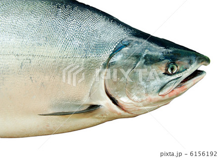 Fresh big salmon. Oncorhynchus masou Fresh big salmon. Oncorhynchus masou 6156192