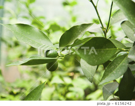 Fresh lime Fresh lime 6156242