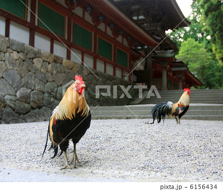 石上神宮の尾長鶏 石上神宮の尾長鶏 6156434