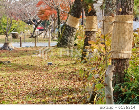 こも巻き 6156514