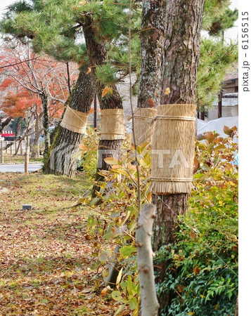 こも巻き 6156515