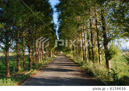 並木路【横】 並木路【横】 6156636