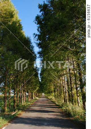 並木路【縦】 並木路【縦】 6156637