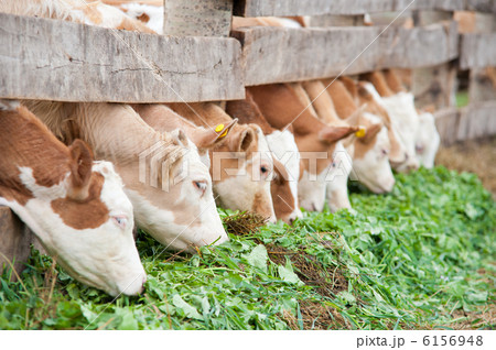 calves eating green rich fodder 6156948