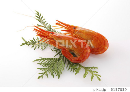 北海シマエビ 北海シマエビ 6157039