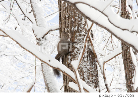 エゾリス 6157058