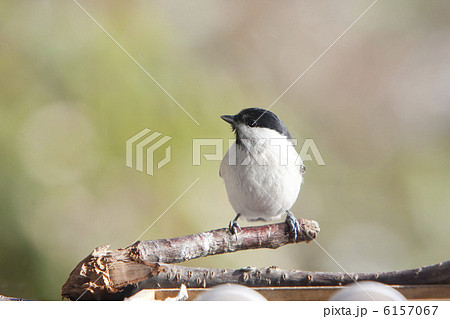 ハシブトガラ 6157067