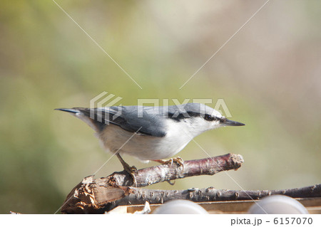 ゴジュウカラ ゴジュウカラ 6157070