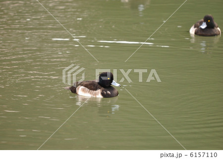 キンクロハジロ キンクロハジロ 6157110