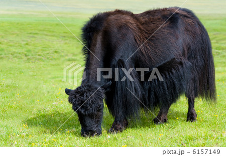 grazing yak 6157149